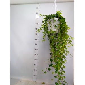 Hedera helix 'Pittsburgh'