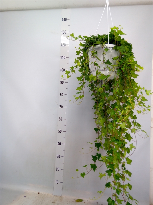 <h4>Hedera helix 'Pittsburgh'</h4>