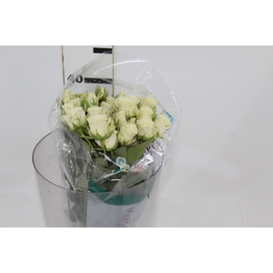 ROSA SPRAY SNOWFLAKE 040 CM
