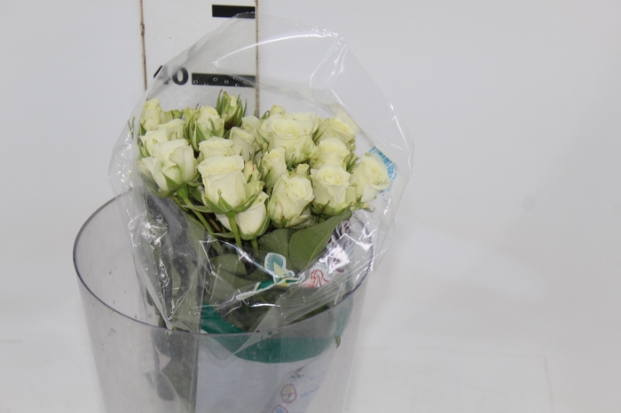 ROSA SPRAY SNOWFLAKE 040 CM