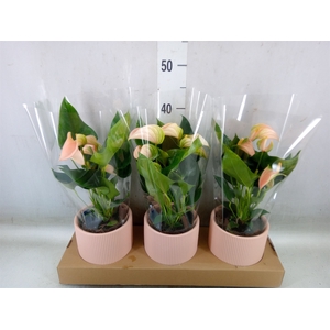 Anthurium andr. 'Joli Peach'