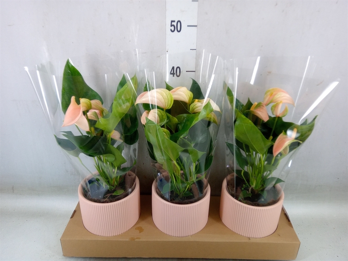 <h4>Anthurium andr. 'Joli Peach'</h4>