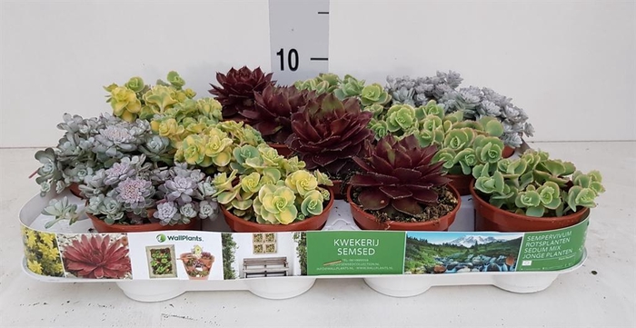 <h4>Sedum   ...</h4>