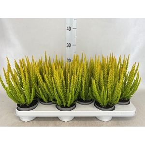 CALLUNA VULG. 'SKYLINE'   ...MIX 'L