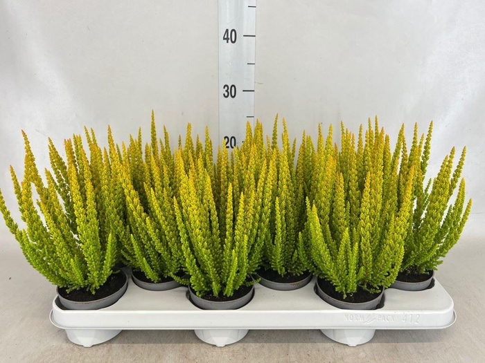 <h4>CALLUNA VULG. 'SKYLINE' ...MIX 'L</h4>