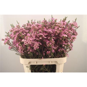 Chamelaucium Adi Pink