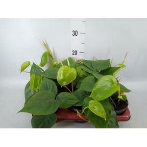 Philodendron scand.