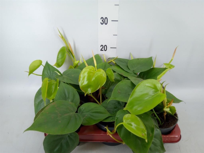 <h4>Philodendron scand.</h4>