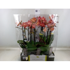 Phalaenopsis multi.   ...orange