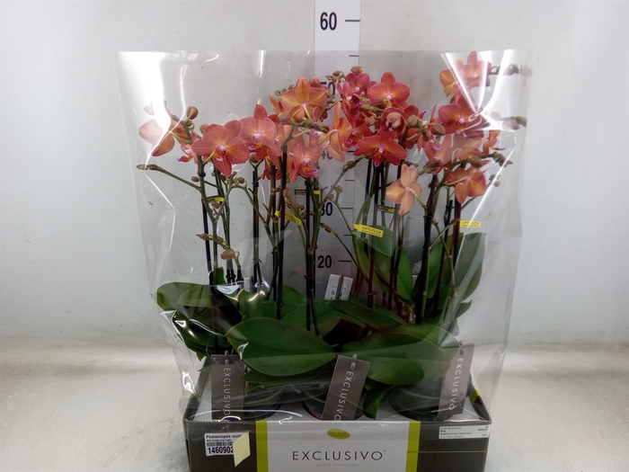 <h4>Phalaenopsis multi.   ...orange</h4>
