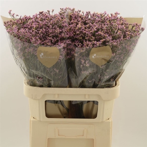 Limonium Sinense Blush Diamond | Heavy Quality