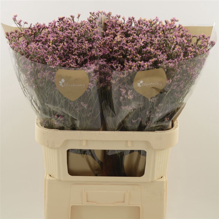 Limonium Sinense Blush Diamond