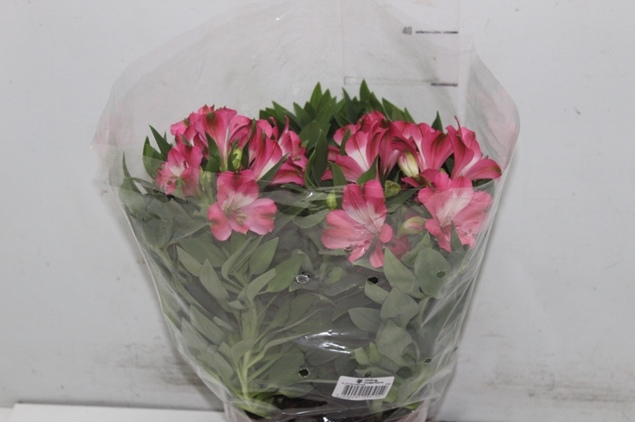 <h4>ALSTROEMERIA P20 VARIADO</h4>