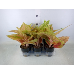 Aglaonema   ...