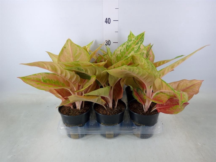 <h4>Aglaonema   ...</h4>