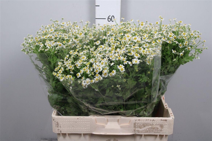 <h4>Tana Pa Cameron</h4>