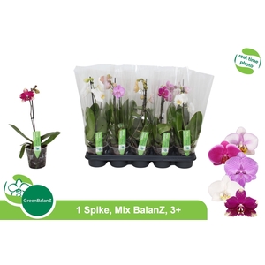 PHAL GEM