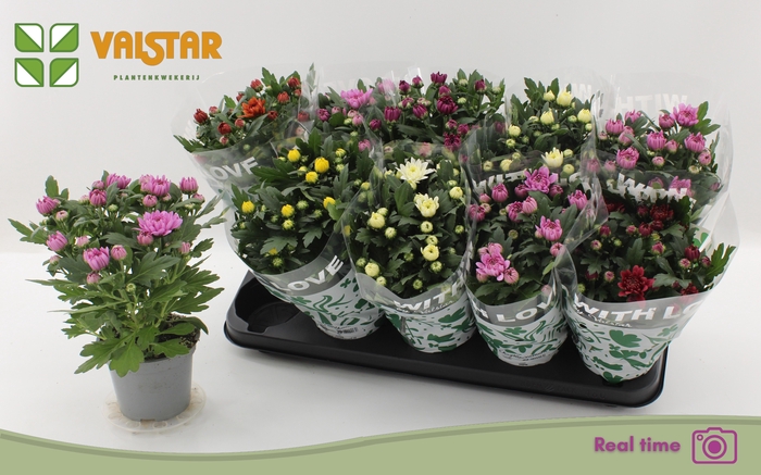 <h4>CHRYS GEM 6 KL</h4>