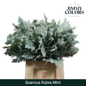 Quercus Rubra L60 Mint