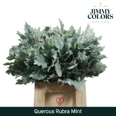 <h4>Quercus Rubra L60 Mint</h4>