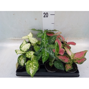 Aglaonema   ...