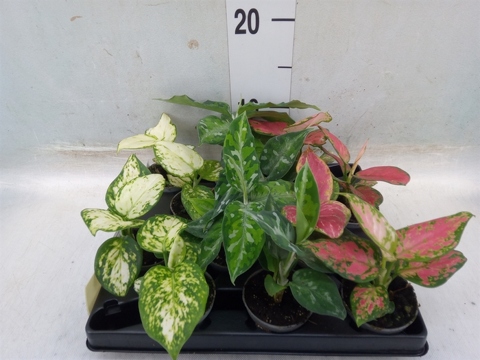 <h4>Aglaonema   ...</h4>