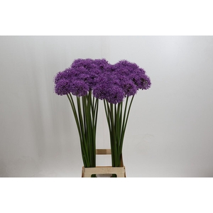 Allium Stratos