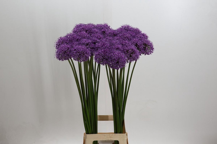 <h4>Allium Stratos</h4>