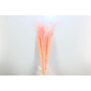 Dried Agrostis Light Pink Bunch