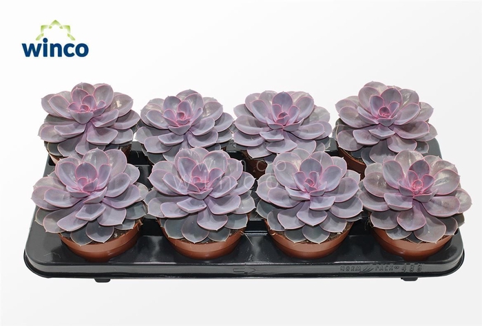 <h4>Echeveria Purple Pearl</h4>