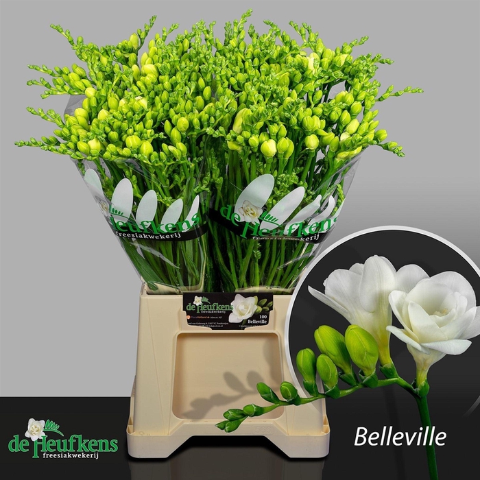 <h4>Freesia du Vivre</h4>