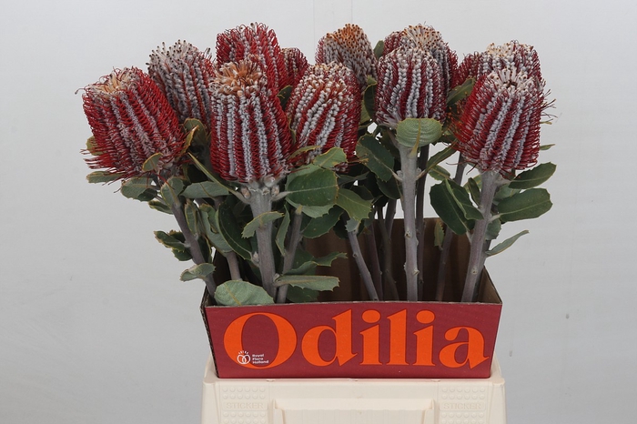 <h4>Banksia Coccinea</h4>