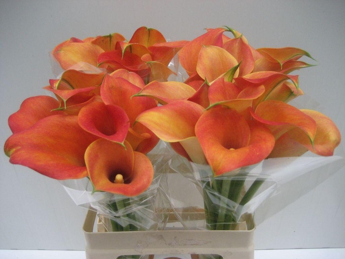 <h4>Zantedeschia captain brunello</h4>