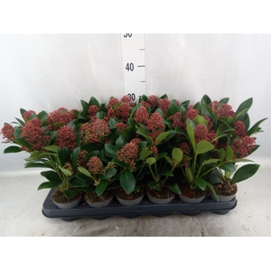 Skimmia jap. 'Rubella'