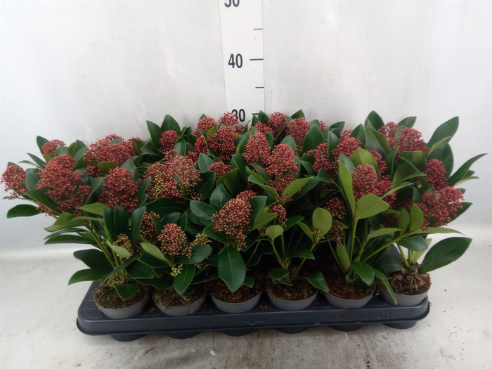 Skimmia jap. 'Rubella'