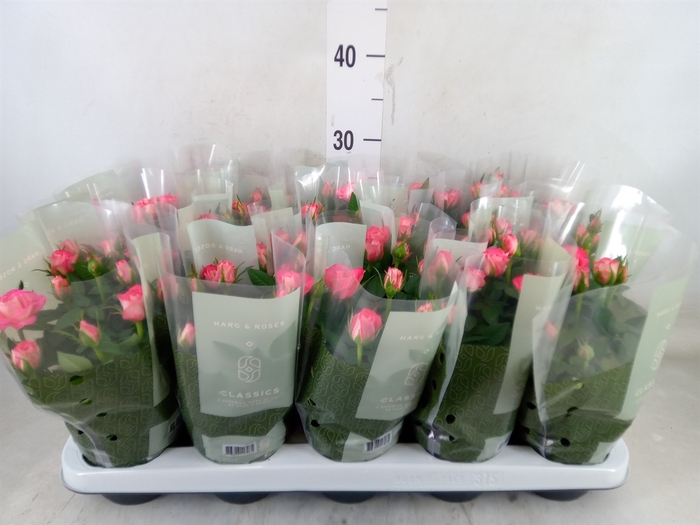 <h4>Rosa  'Fame Kordana'</h4>