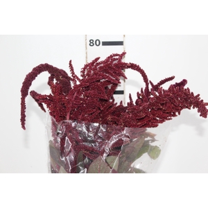 AMARANTHUS VINHO