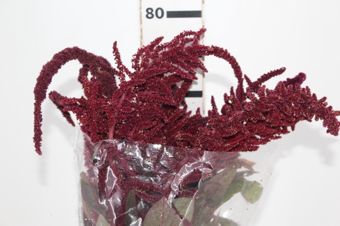 AMARANTHUS VINHO