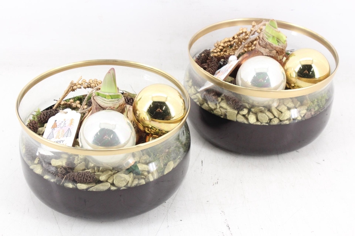 <h4>arr4 Amaryllis PL - Candy gouden rand x2 K.ball</h4>