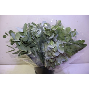 Euca Cinerea Bunch X10