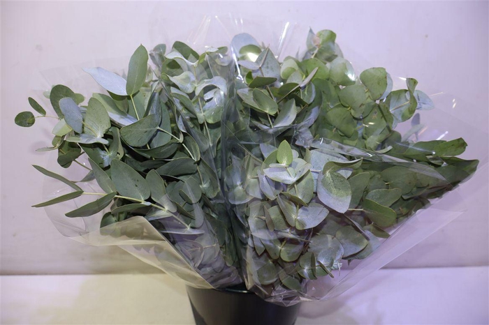<h4>Euca Cinerea Bunch X10</h4>