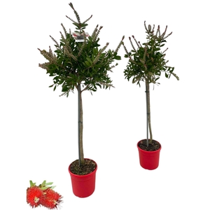 Callistemon citrinus 'Splendens' - op stam