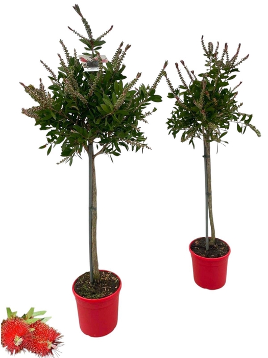 <h4>Callistemon citrinus 'Splendens' - op stam</h4>