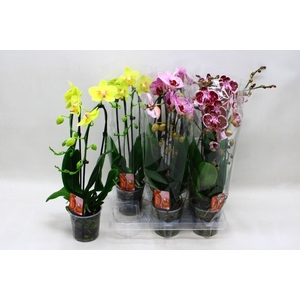 PHAL EL CASCADE