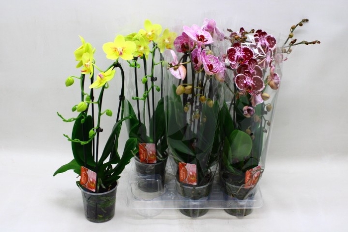 <h4>PHAL EL CASCADE</h4>