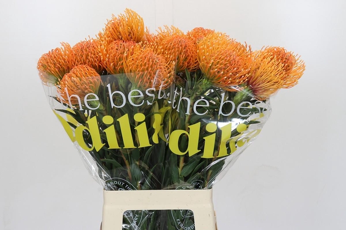 <h4>Nutans Ayoba Peach</h4>