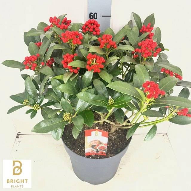 <h4>SKIM J PABELLA</h4>