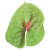 ANT PISTACHE 13/15 045 CM DIAM MIN 13 CM VERDE