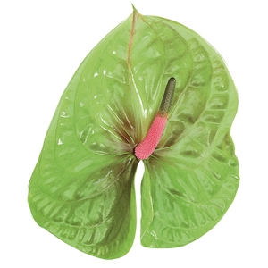 ANTHURIUM PISTACHE 9/11 035 CM DIAM MIN 9 CM VERDE