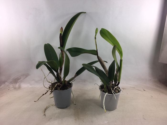 <h4>CATTLEYA</h4>